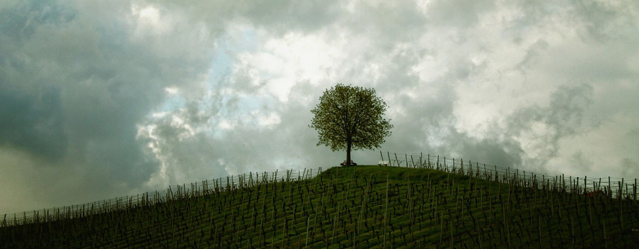 Citeşte Sfanta Scriptură